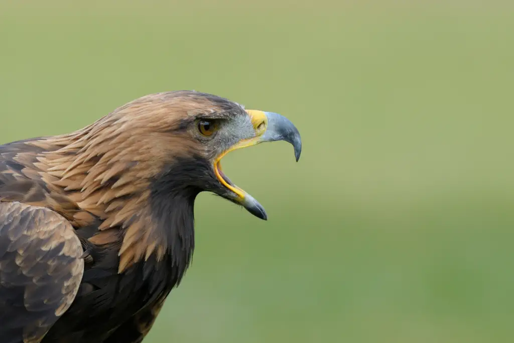 Closeup of the head and shoulders of a Golden Eagle, showing its brownish yellow neck
