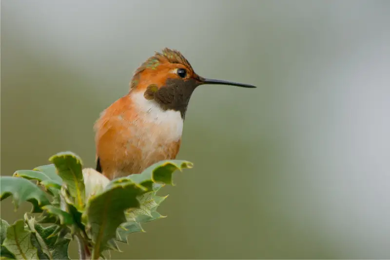 Photo of Allens Hummingbird adult male