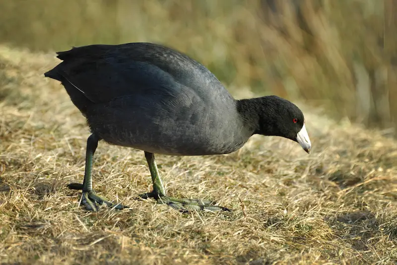 Photo of American Coot adult