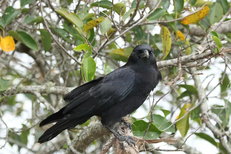 Photo of American Crow