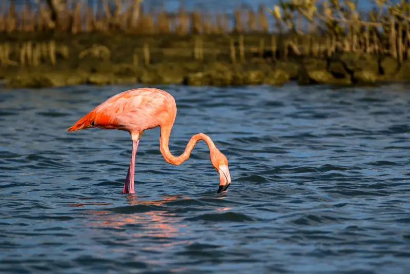 Photo of American Flamingo