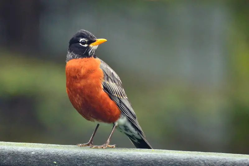 Photo of American Robin adult