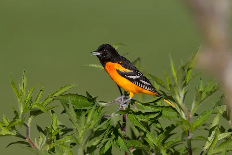 Photo of Baltimore Oriole adult male