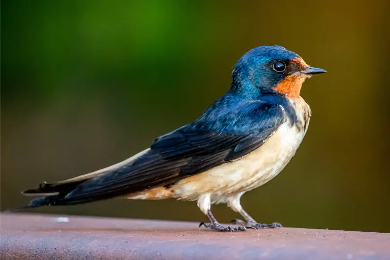 Photo of Barn Swallow adult male