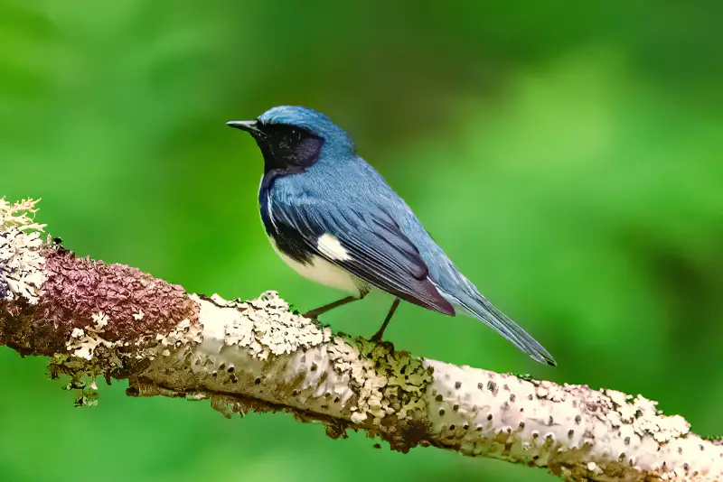 Photo of Black-throated Blue Warbler adult male