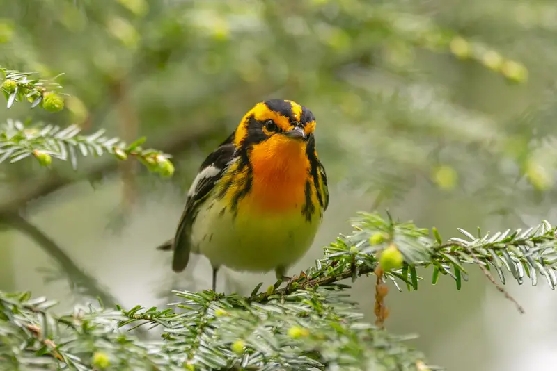 Photo of Blackburnian Warbler adult male