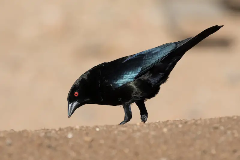Photo of Bronzed Cowbird adult male
