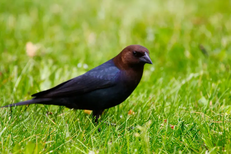 Photo of Brown-headed Cowbird adult male