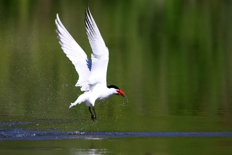 Photo of Caspian Tern