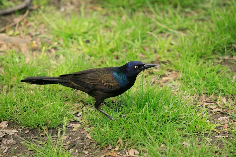 Photo of Common Grackle adult male