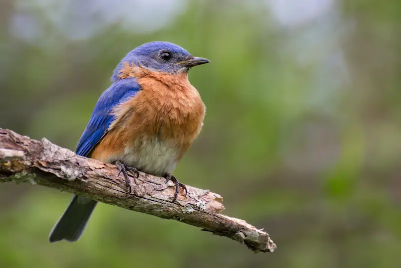 Photo of Eastern Bluebird adult male