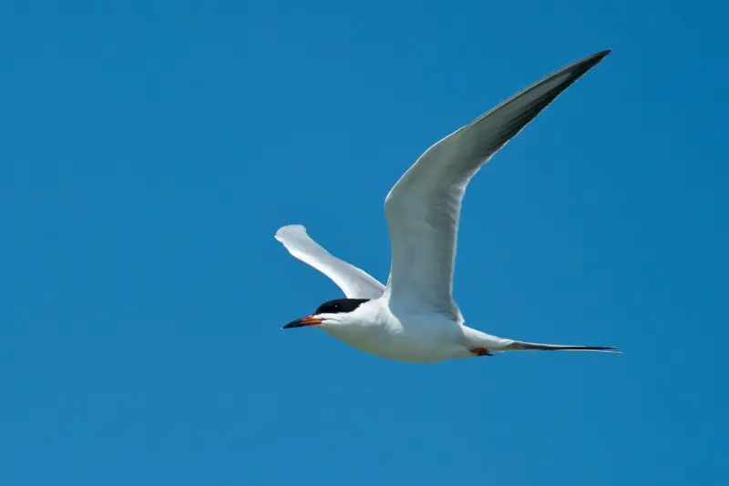 Photo of Forster's Tern