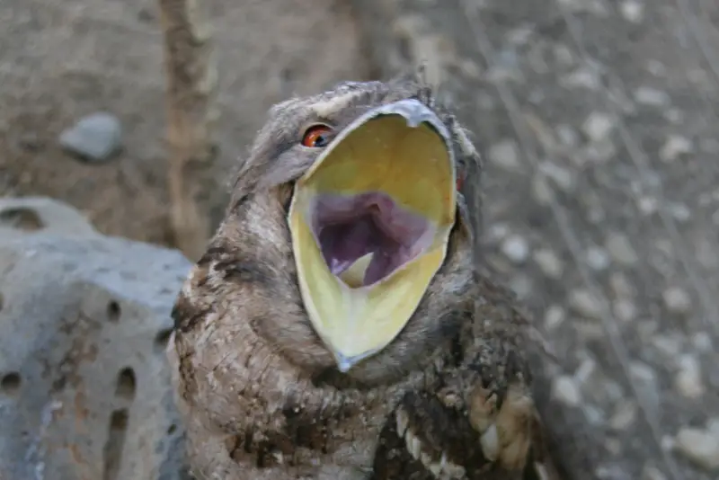 Photo of Frogmouth bird with large open mouth