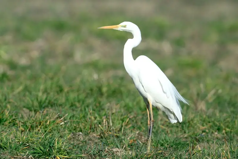 Photo of Great Egret