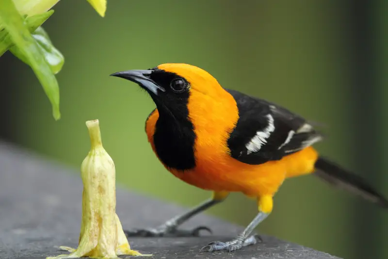 Photo of Hooded Oriole adult male
