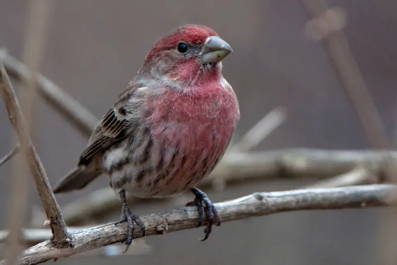 Photo of House Finch adult male