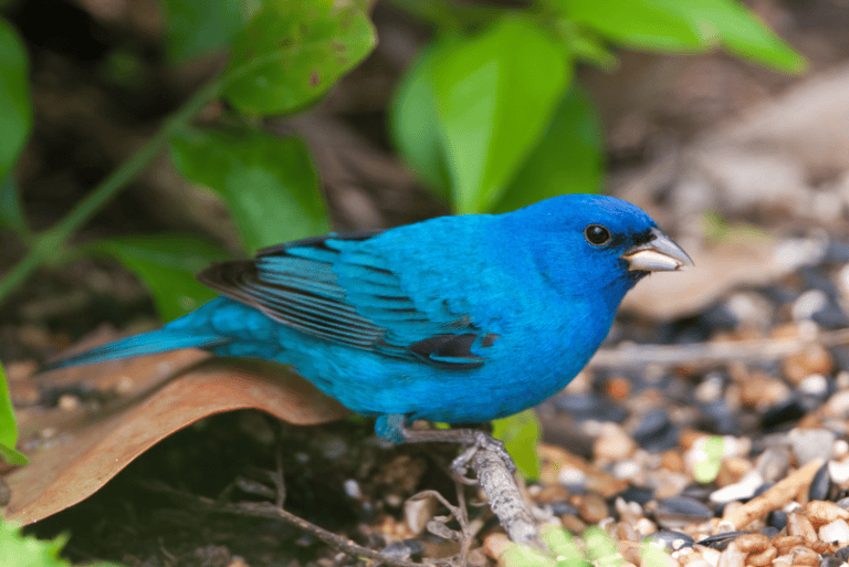 blue-birds-in-florida-global-birding-initiative