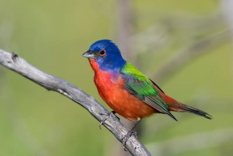 Photo of Painted Bunting adult male
