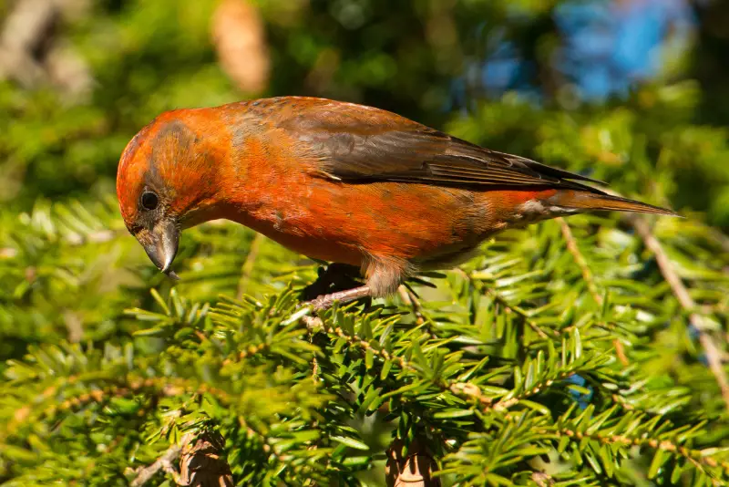 Photo of Red Crossbill