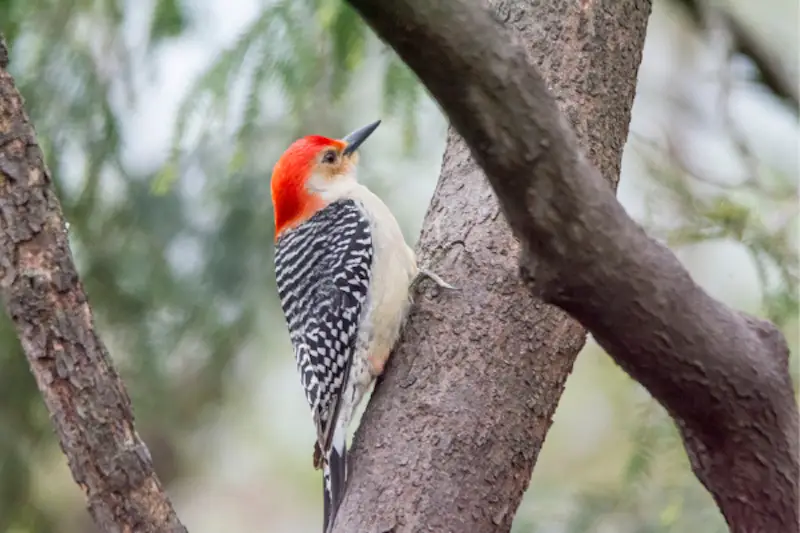 Photo of Red-bellied Woodpecker