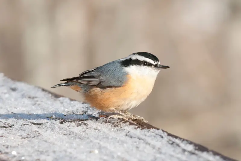 Photo of Red-breasted Nuthatch adult