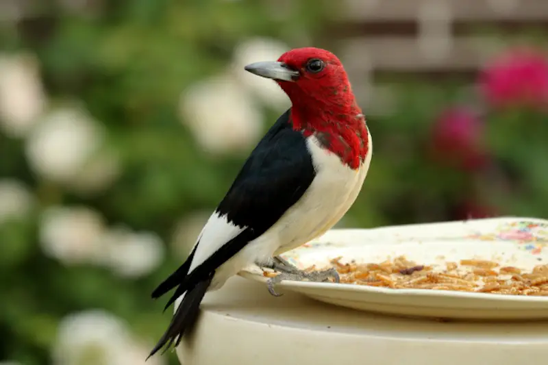 Photo of Red-headed Woodpecker