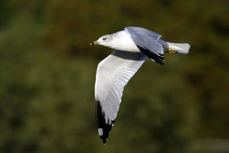 Photo of Ring-billed Gull