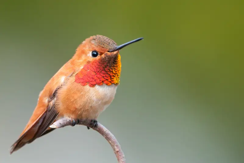 Photo of Rufous Hummingbird adult male