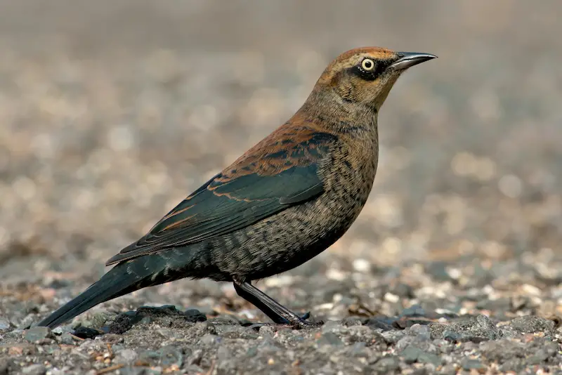 Photo of Rusty Blackbird adult male