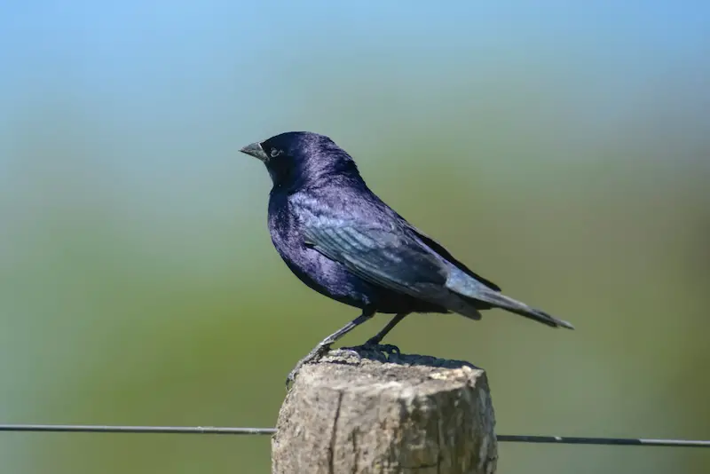 Photo of Shiny Cowbird adult male