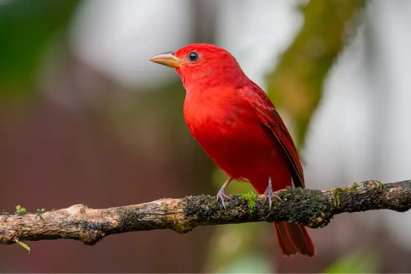 Photo of Summer Tanager