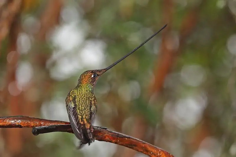 Photo of Sword-billed Hummingbird