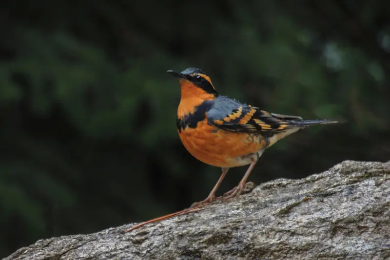 Photo of Varied Thrush adult male