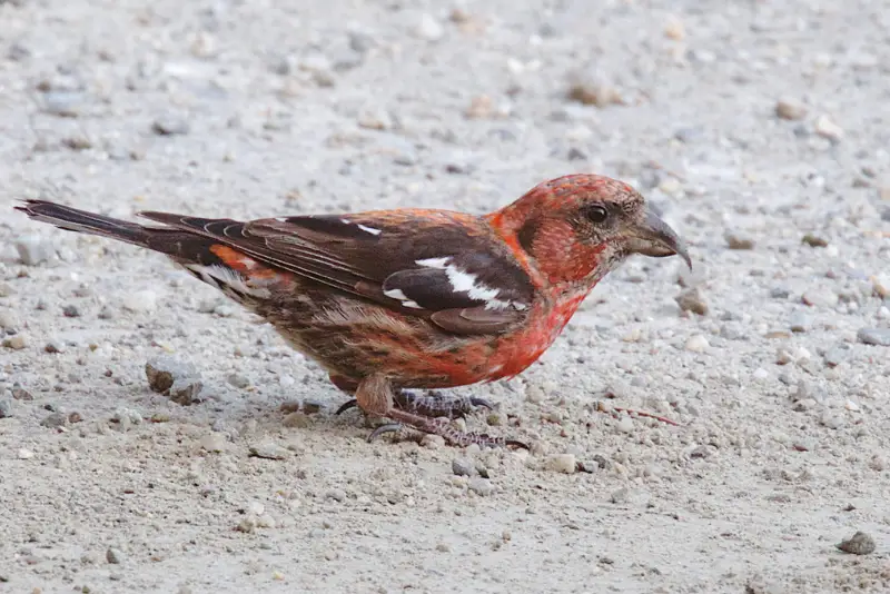 Photo of White-winged Crossbill