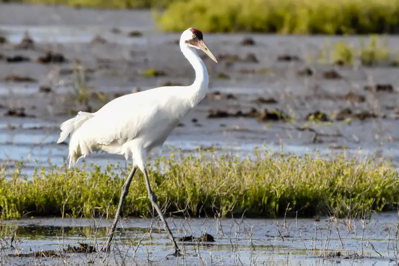 Photo of Whooping Crane