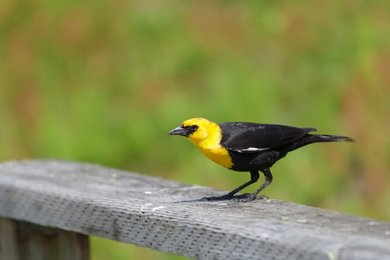 Photo of Yellow-headed Blackbird adult male