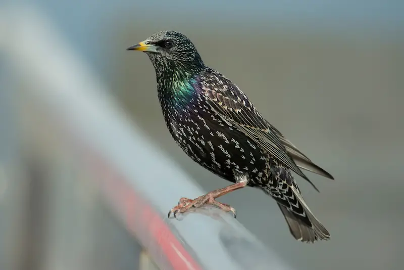 Photo of adult European Starling
