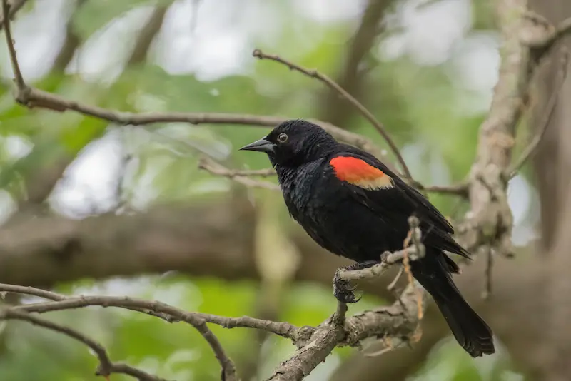 Photo showing Red-winged Blackbird adult male