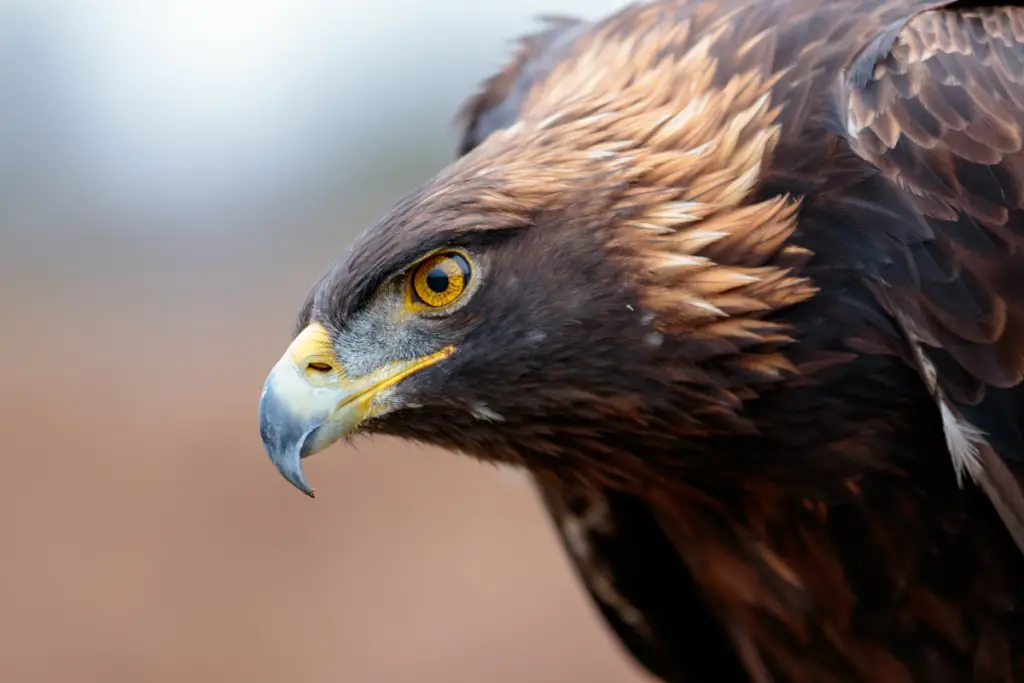 Photo showing brownish yellow neck of a Golden Eagle
