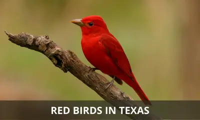 Red birds found in Texas