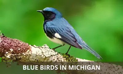 The blue birds of Michigan