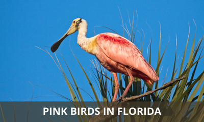 The pink birds found in Florida