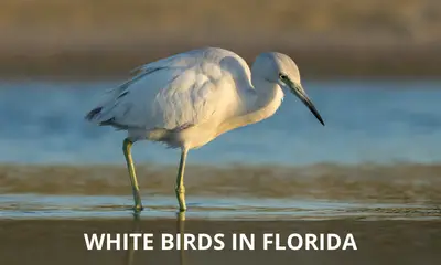 White birds in Florida