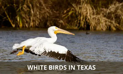 White birds in Texas