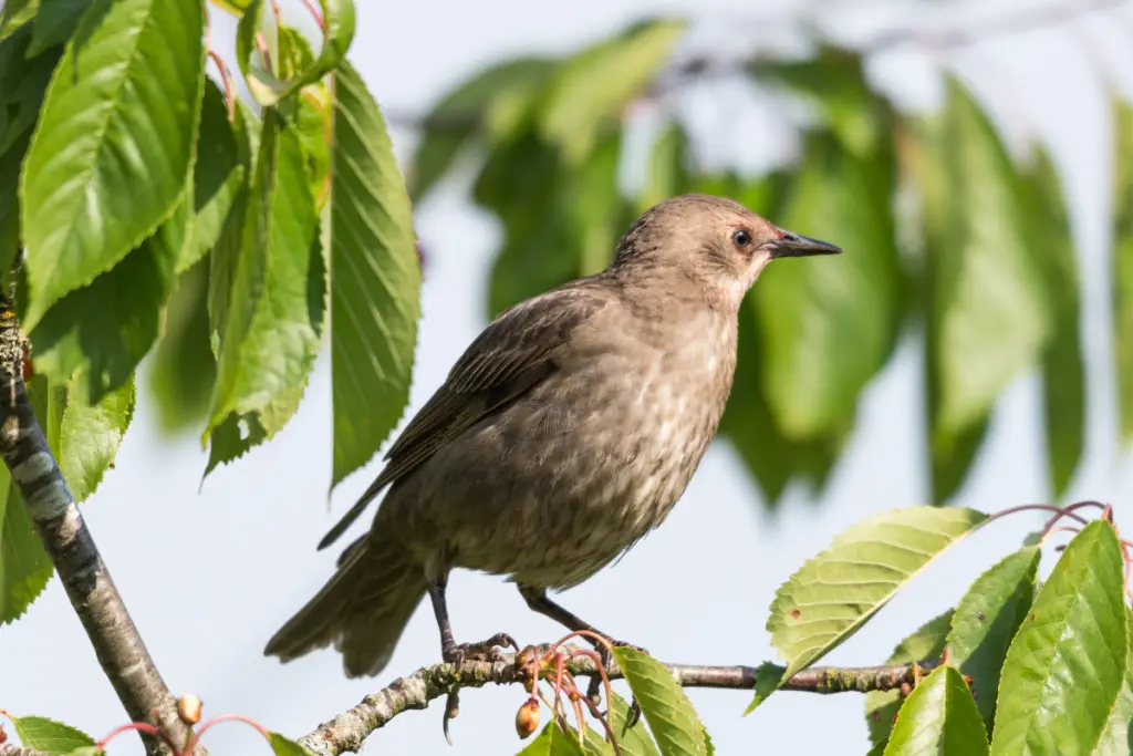 Young European Starling
