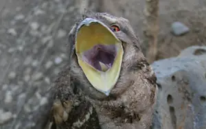Birds With Big Mouths