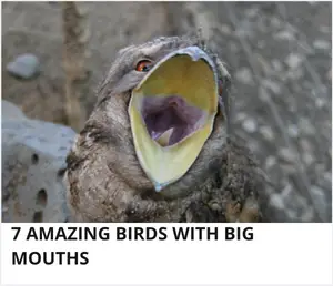 Birds with a big mouth