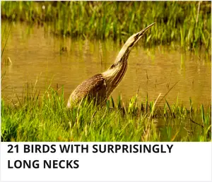 Birds with a long neck
