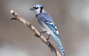 Birds with blue tails