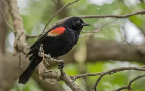 Black Birds in Michigan